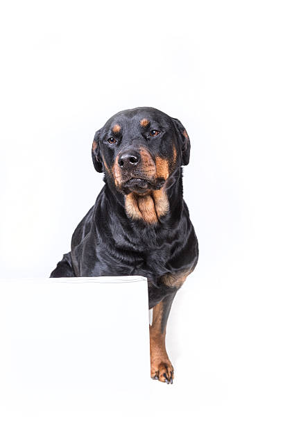 istock Dog sitting behind sign isolated on white background 636389230