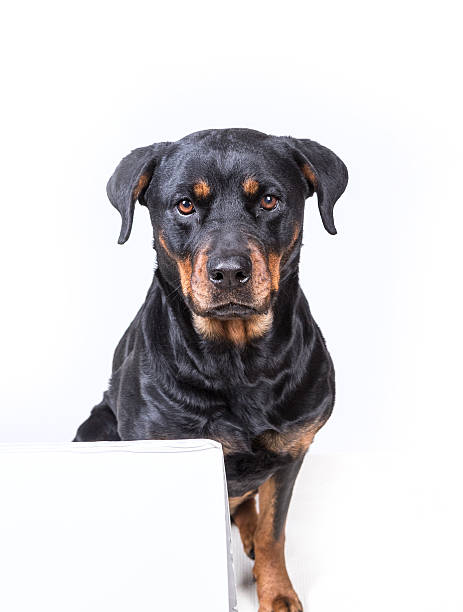 istock Dog sitting behind sign isolated on white background 636389248