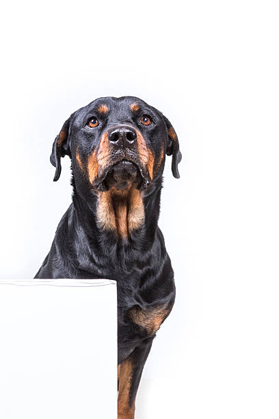 istock Dog sitting behind sign isolated on white background 636389258