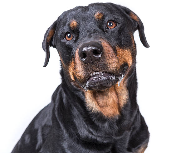 istock Happy curious dog isolated on white background 636391426