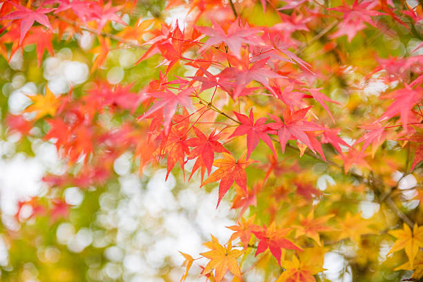 istock Arashiyama, Kyoto, Japan 636391674
