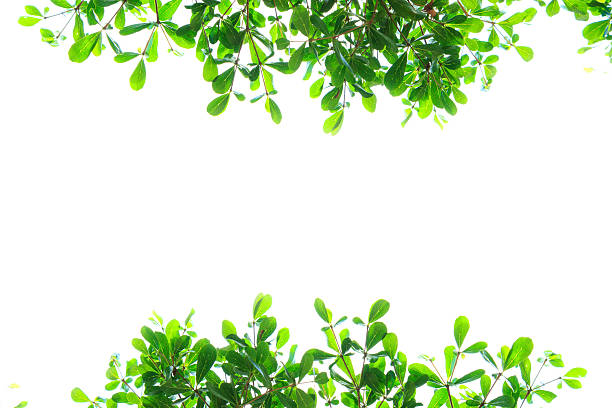 istock Beautiful Green leaves isolated on white background 636391726