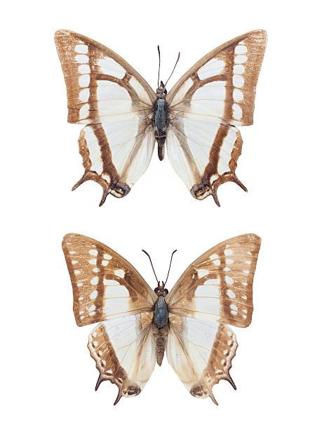 istock two nymphalid butterflies isolated 636392174