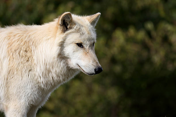 istock Portrait of one blond wolf with trees for background 636392418
