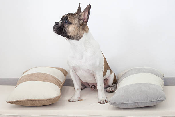 istock French bull dog puppy, sitting between the pillows 636392508