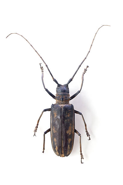 istock the longicorn beetle  isolated 636392512