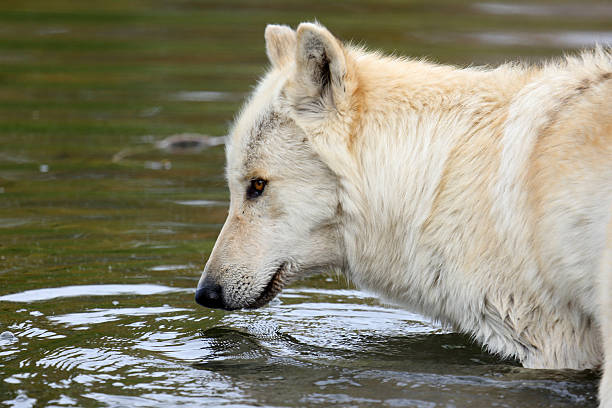 istock Portrait of a blond wolf with water for background 636392526