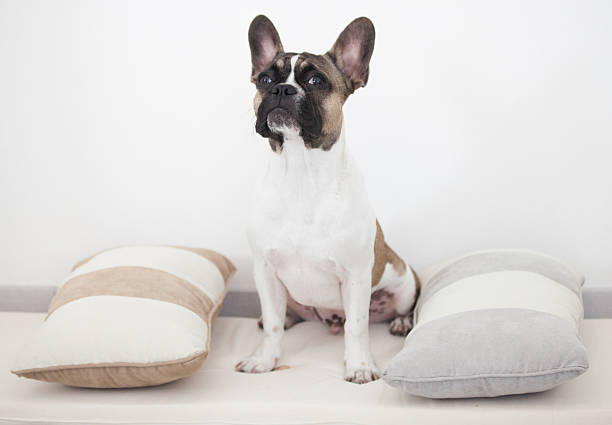 istock French bull dog puppy, sitting between the pillows 636392582