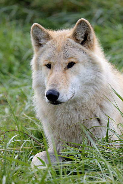 istock Portrait of a blond wolf with grass for background 636392622