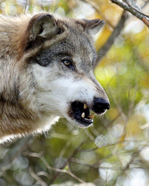 istock Side view portrait of one snarling wolf 636392748