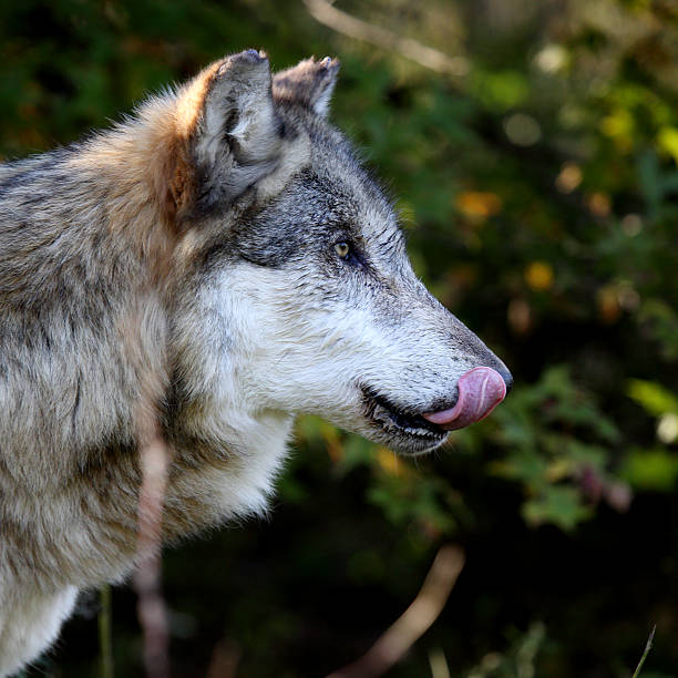 istock Side view portrait of a wolf with trees for background 636392892