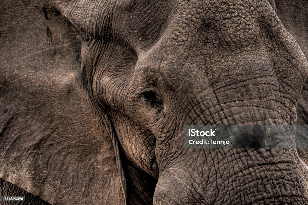 (Too) close to an African elephant African Elephant Stock Photo