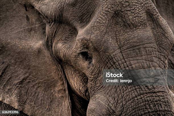 Close To An African Elephant Stock Photo - Download Image Now - African Elephant, Africa, Animal
