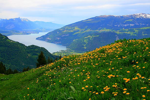 interlaken, thun lake, schynige platte, alpes suíços, bernese oberland - flowerbed aerial - fotografias e filmes do acervo