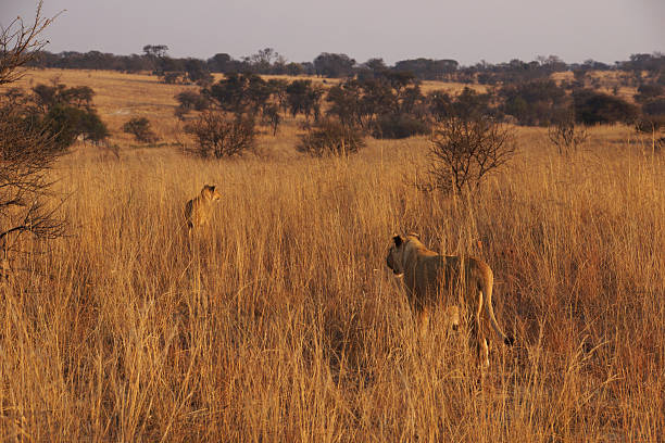 istock two lionesses are walking in the african savannah 636393964