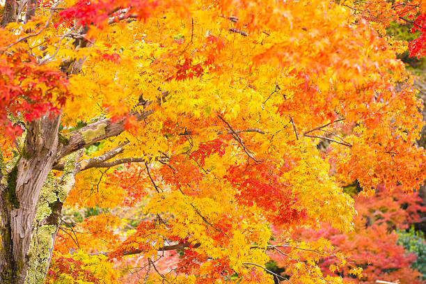 istock Arashiyama, Kyoto, Japan 636394480