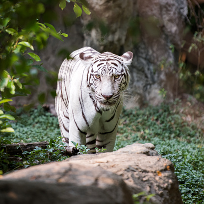 Elegant Big Strong White Tiger