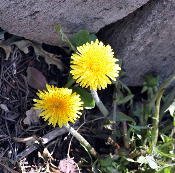 istock Yellow flowers Dandelion in spring. Selected focus. 636398936