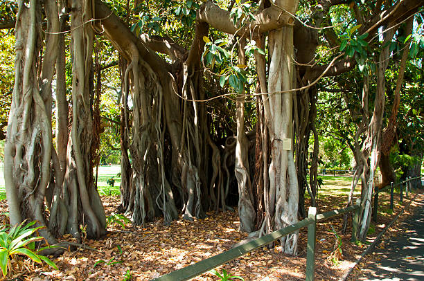 istock Banyan Fig Tree - Sydney Botanical Garden - Australia 636399844