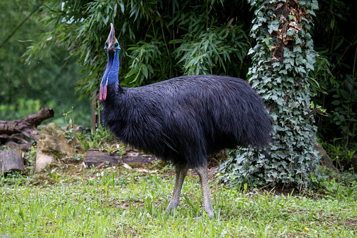 A cassowary, Casuarius casurarius, looking at camera. This flightless and large bird has been named the worldâs most dangerous bird in the Guinness Book of Records.