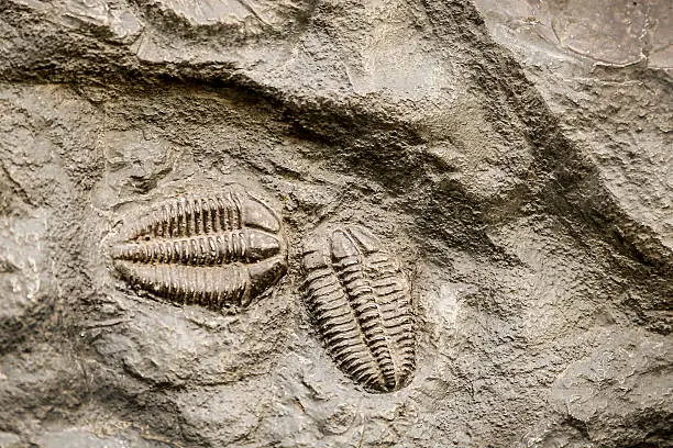 Trilobite fossil remains in stone.