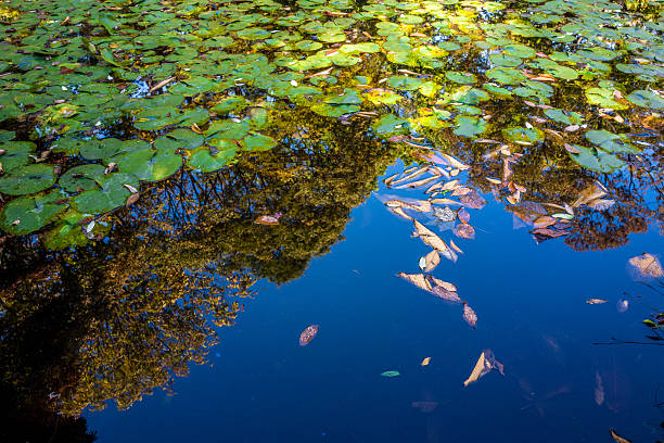 istock lotus leaves in changdeokgung palace 636402784