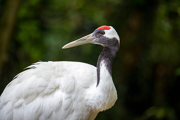istock Japanese red-crowned crane, Grus japonensis 636402788