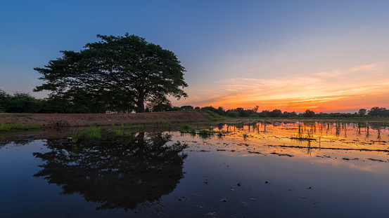 Image of tree water reflections with a beautiful cloudy blue sky on sunset time at Singburi province, Thailand.