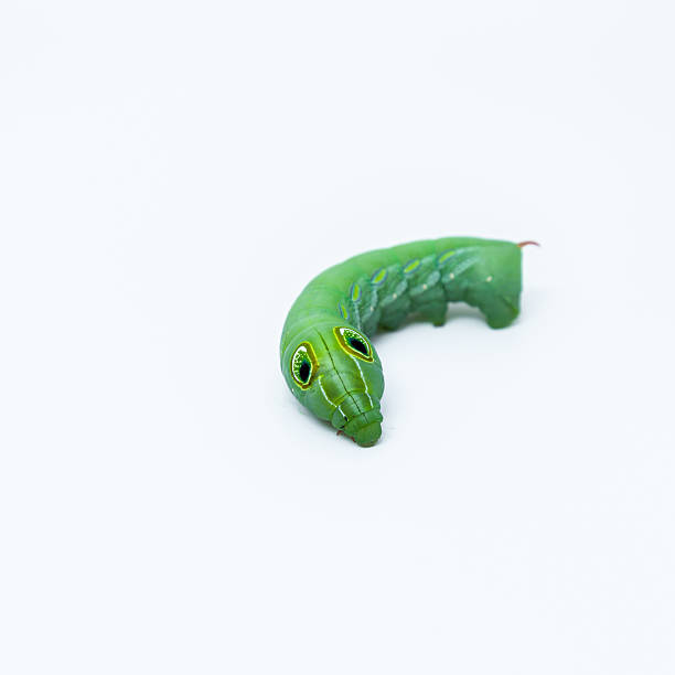 istock Caterpillar of Daphnis nerii. 636407454