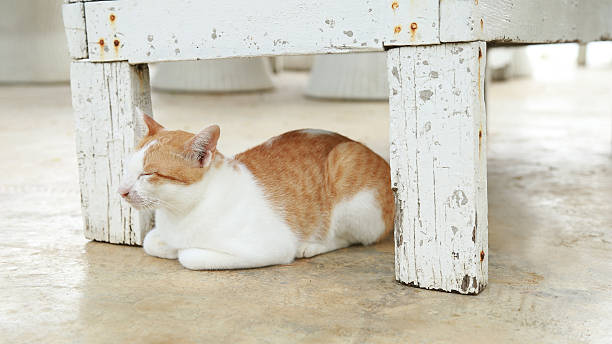 istock Cats sitting under the white chair 636408208