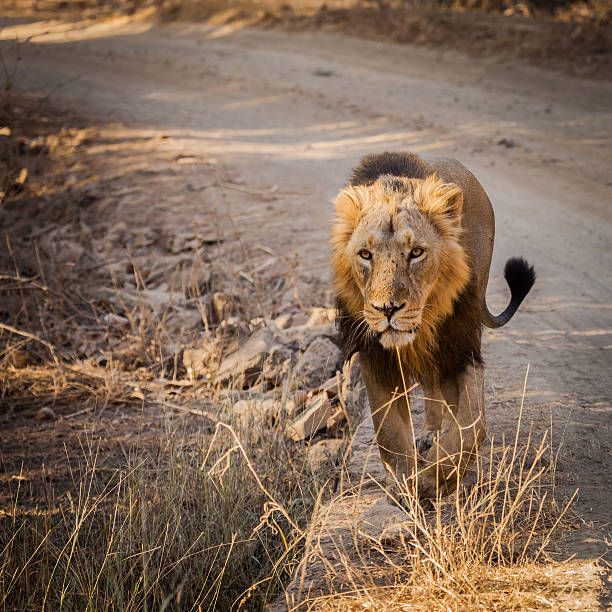 Lion in South Africa