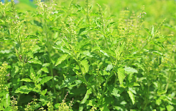 istock Fresh basil leaves herb and ingredient food 636411996