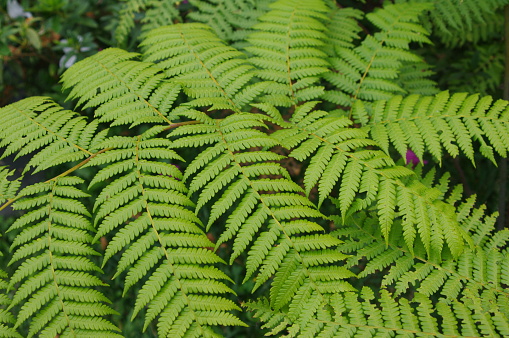 Green fern among nature.