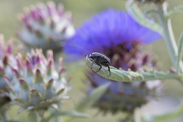 scarabée sur une feuille d’artichaut - scarab��e photos et images de collection