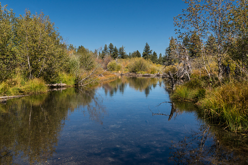 A view down Taylor Creek near Lake Tahoe in the fall.  The banks are lined with quaking aspen and pine.