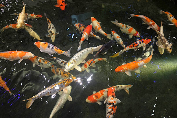 istock Koi fish swim on the pond 636415092