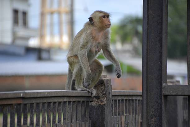 Young southern pig-tailed macaques monkey, Macaca Nemestrina sitting on a rope. The picture is taken in Sepilok in the north eastern part of Borneo. In Sepilok young orangutans are reintroduced into the wild nature and the macaques are feeding at the platforms in the jungle when the orangutans are finished eating