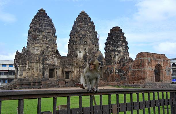 Macaque at Phra Prang Sam Yot temple, Lopburi’s best known landmark and one of its oldest. It is one of several monuments that date back to the Khmer era. The temple is best known for the large number of monkeys that run around free, constantly on the lookout for food. Lopburi is located about 150 kilometres north-east of Bangkok. 