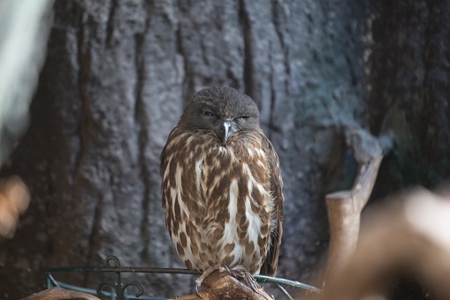 Brown Hawk-owl (Ninox scutulata) spotted outdoors in the wild