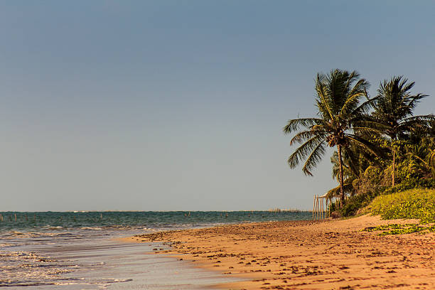 istock Coconut Palm Tree in Tropical Deserted Beach 636418372