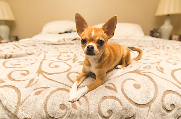 istock Adorable chihuahua puppy sitting on comfy bed 636418712