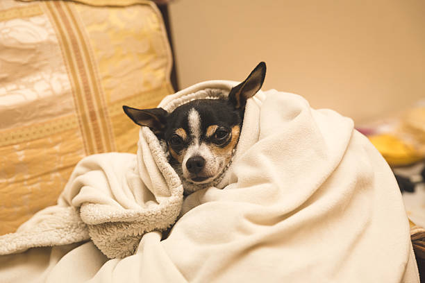 Chihuahua in a blanket stock photo