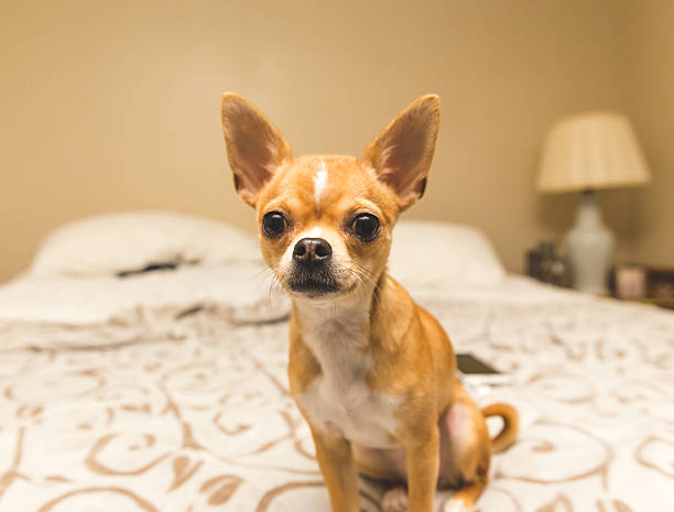 Chihuahua puppy sitting on bed in modern home. stock photo