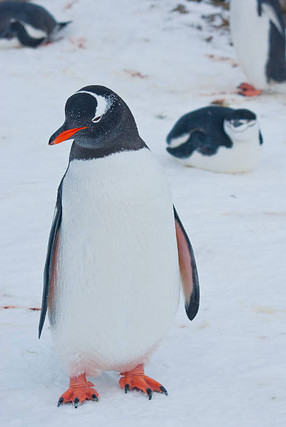 istock Gentoo penguin standing on snow-covered beach on the edge 636419634