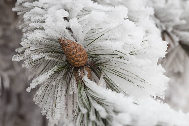 pinheiro em árvore coberta de neve e geada - january pine cone february snow - fotografias e filmes do acervo