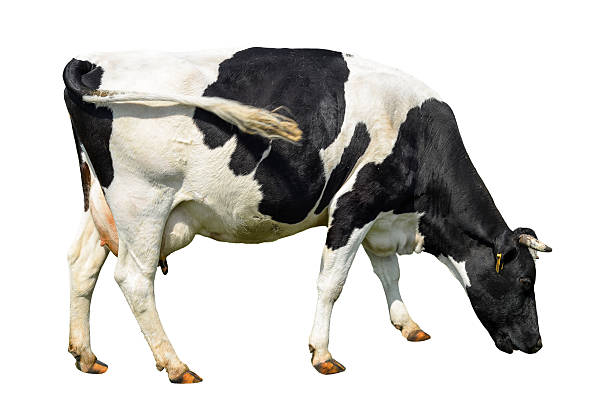 istock Funny cute cow isolated on white 636420366
