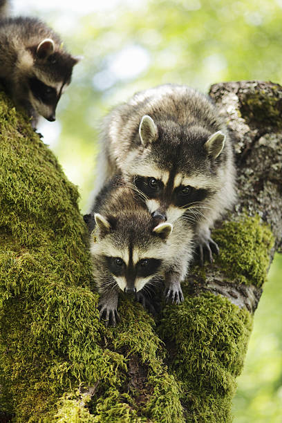 istock Racoon family in a cherry tree 636420396
