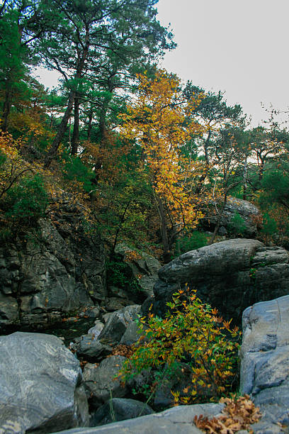 istock Colorfull Trees Between of Rocks in Autumn 636424732