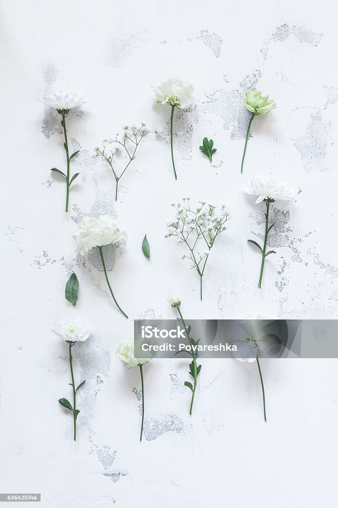 Patrón con flores blancas sobre fondo gris. Eny desesca llano - Foto de stock de Gypsofila libre de derechos
