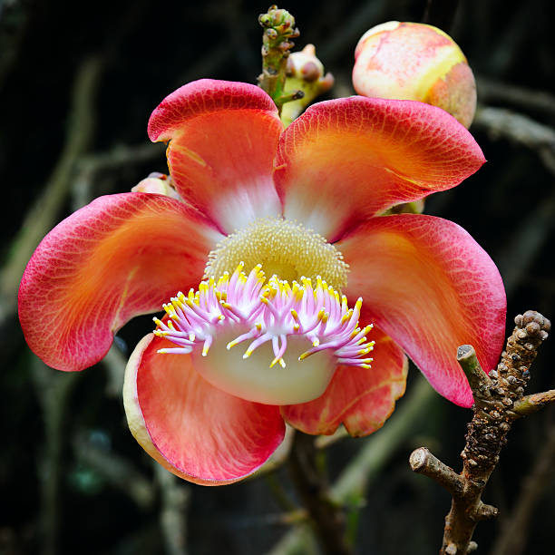 bird of paradise flower in the jungle
